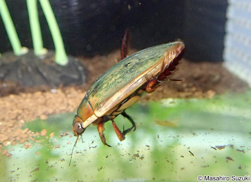 ゲンゴロウ Cybister chinensis