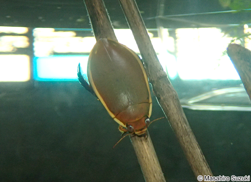 ゲンゴロウ Cybister chinensis