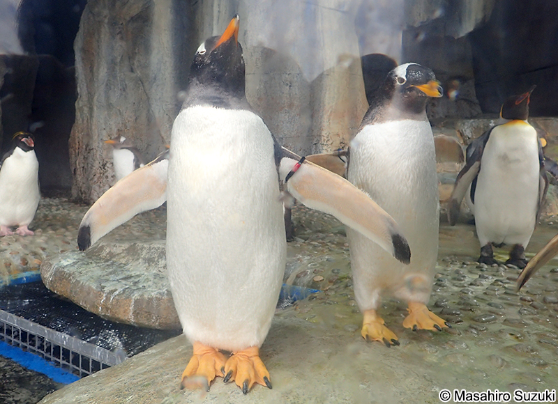 ジェンツーペンギン Pygoscelis papua