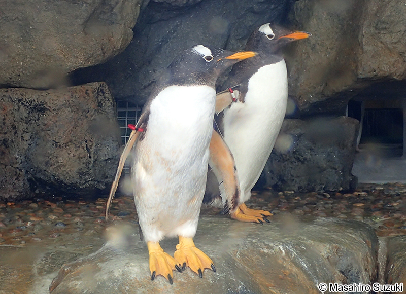 ジェンツーペンギン Pygoscelis papua