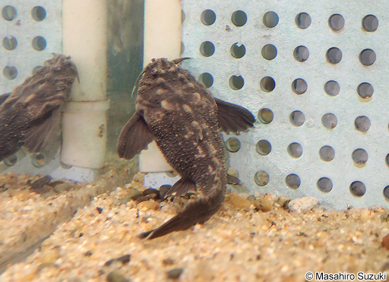 ジャイアント・バンジョーキャット Amaralia hypsiura