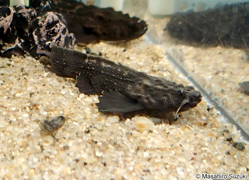 ジャイアント・バンジョーキャット Amaralia hypsiura