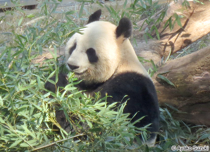 ジャイアントパンダ Ailuropoda melanoleuca