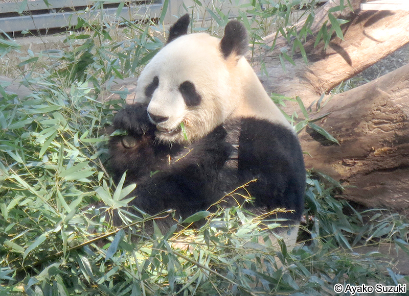 ジャイアントパンダ Ailuropoda melanoleuca