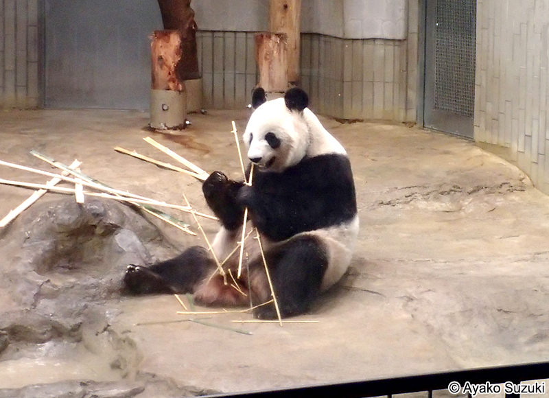 ジャイアントパンダ Ailuropoda melanoleuca　シンシン