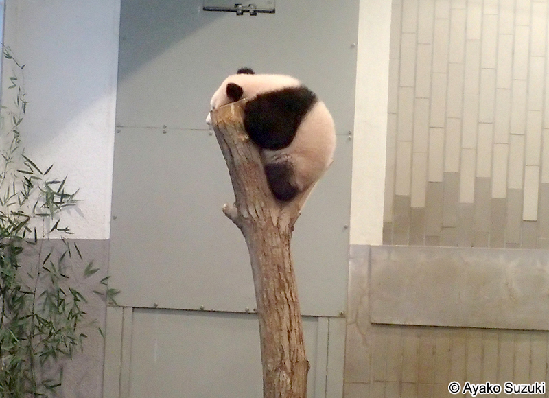 ジャイアントパンダ Ailuropoda melanoleuca　シャンシャン
