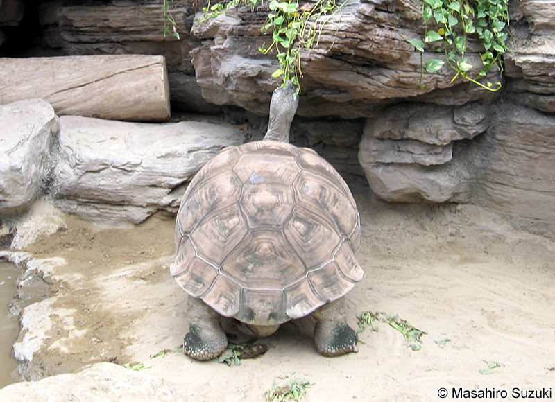 サンタクルスゾウガメ Chelonoidis porteri