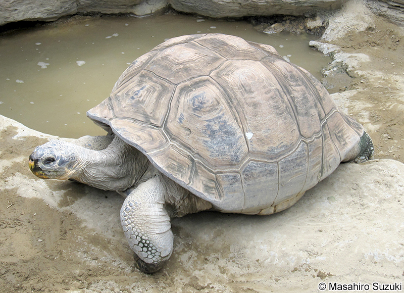 サンタクルスゾウガメ Chelonoidis porteri