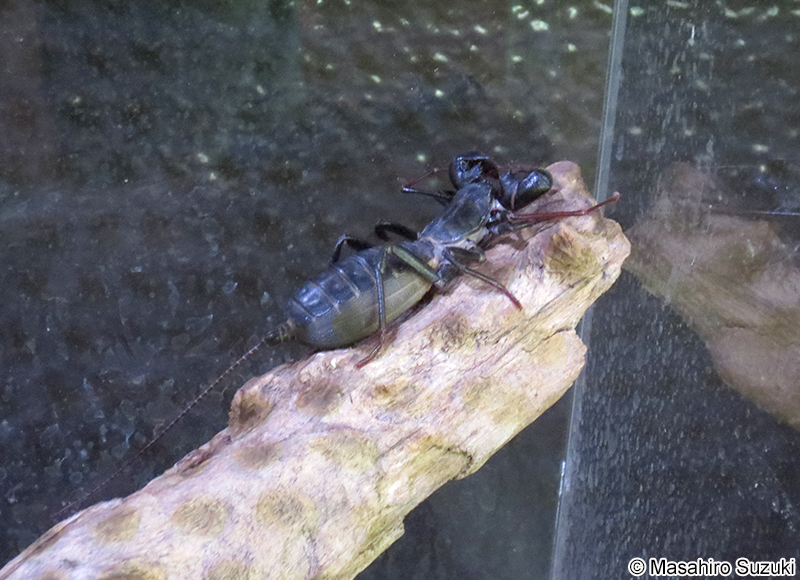 ジャイアント・ビネガロン Mastigoproctus giganteus