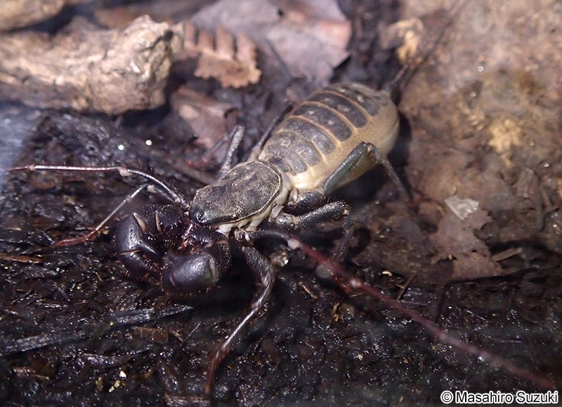 ジャイアント・ビネガロン Mastigoproctus giganteus
