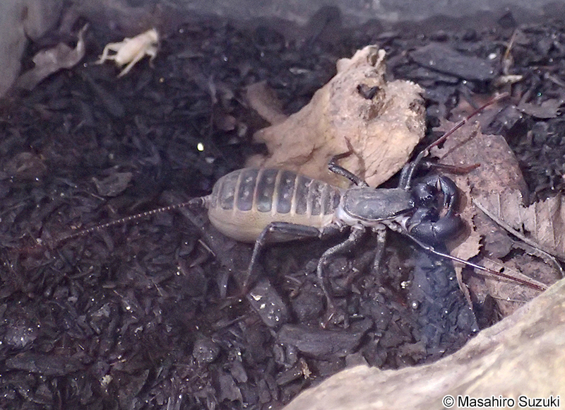 ジャイアント・ビネガロン Mastigoproctus giganteus