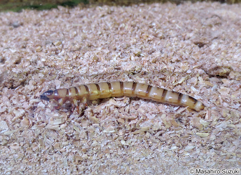 ツヤケシオオゴミムシダマシ Zophobas atratus