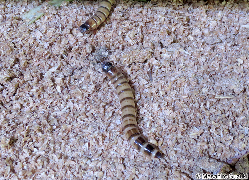 ツヤケシオオゴミムシダマシ Zophobas atratus