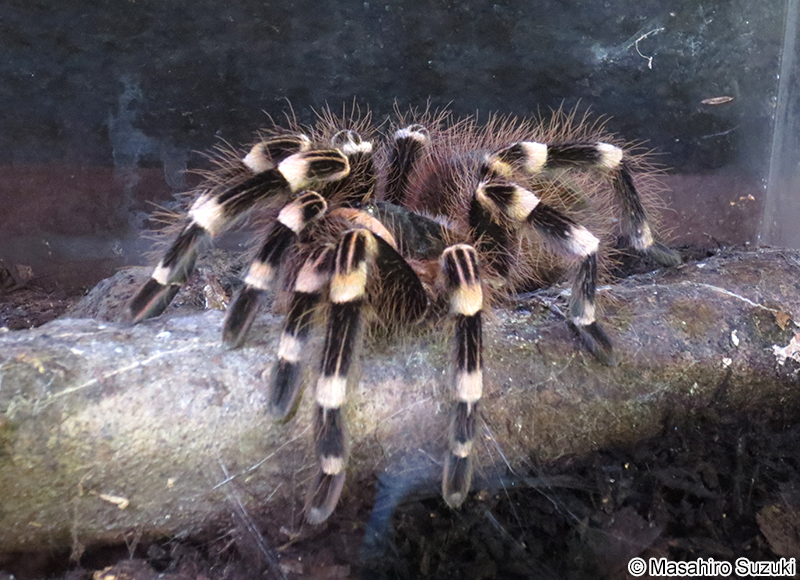 サンタレムピンクヘアードバードイーター Acanthoscurria geniculata