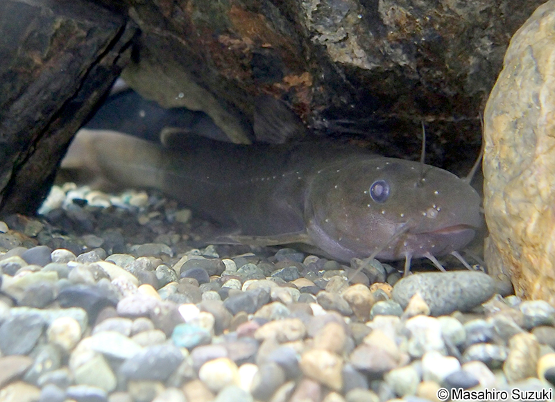 ギバチ Tachysurus tokiensis