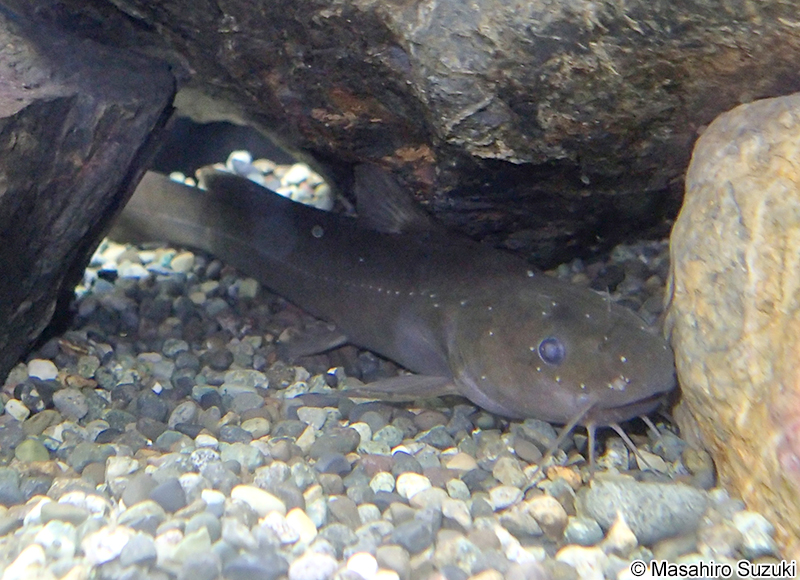 ギバチ Tachysurus tokiensis