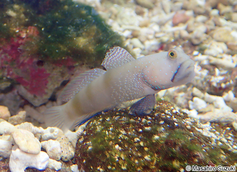 ギンガハゼ Cryptocentrus cinctus