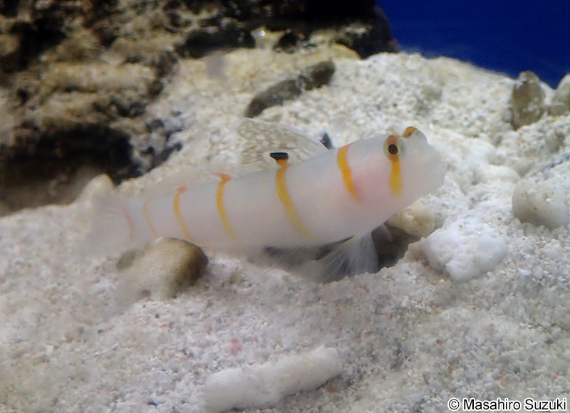 ギンガハゼ Cryptocentrus cinctus