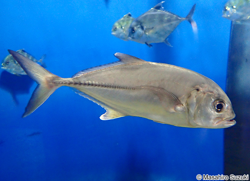 ギンガメアジ Caranx sexfasciatus