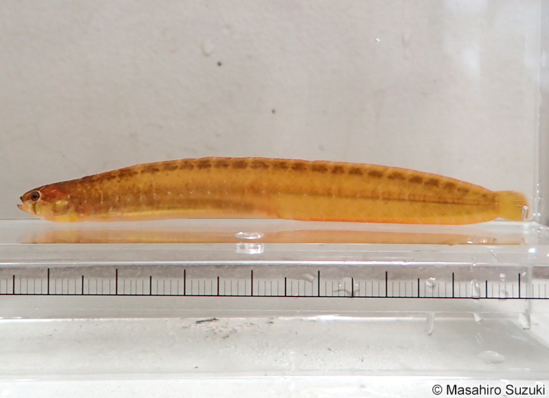 ギンポ Pholis nebulosa