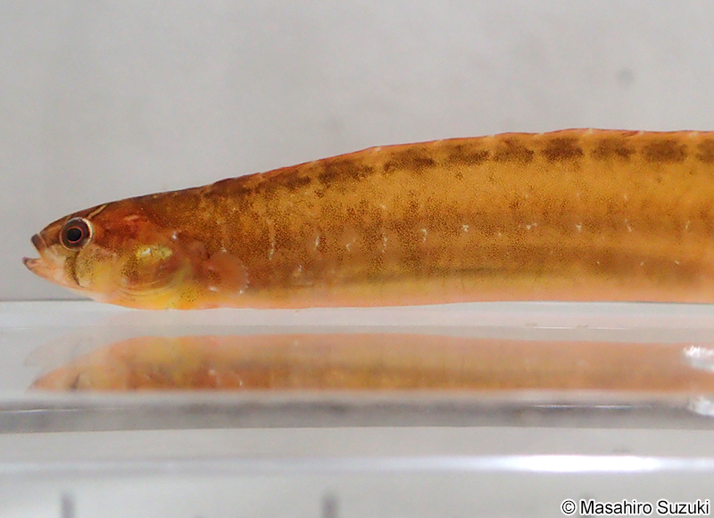 ギンポ Pholis nebulosa