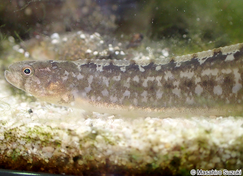 ギンポ Pholis nebulosa