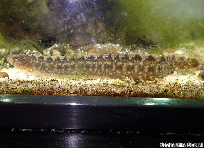 ギンポ Pholis nebulosa