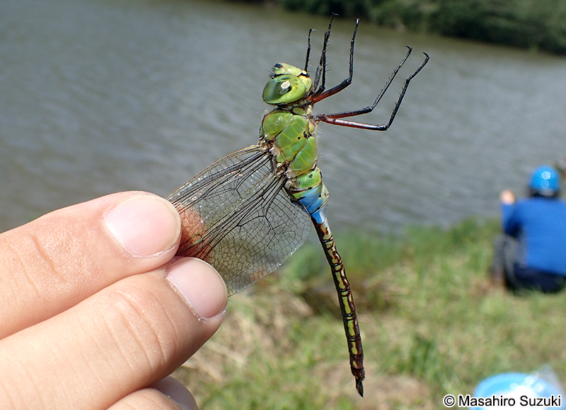 ギンヤンマ Anax parthenope julius