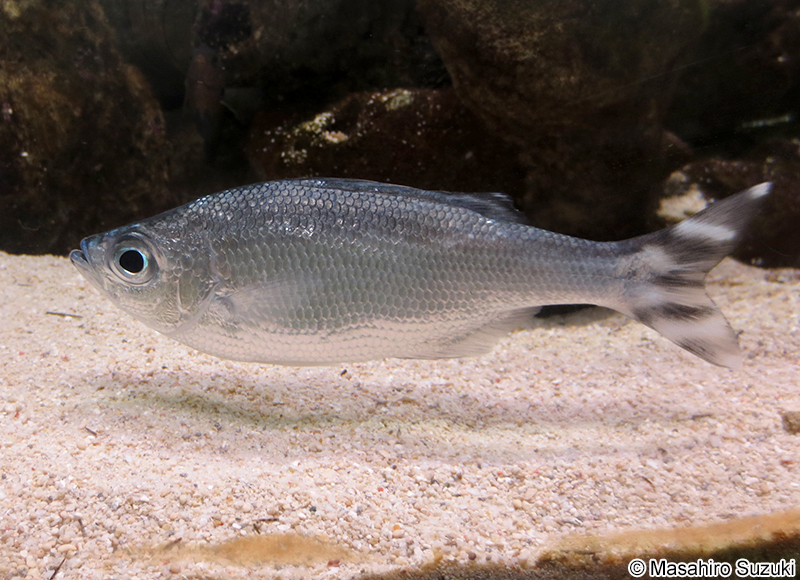 ギンユゴイ Kuhlia mugil