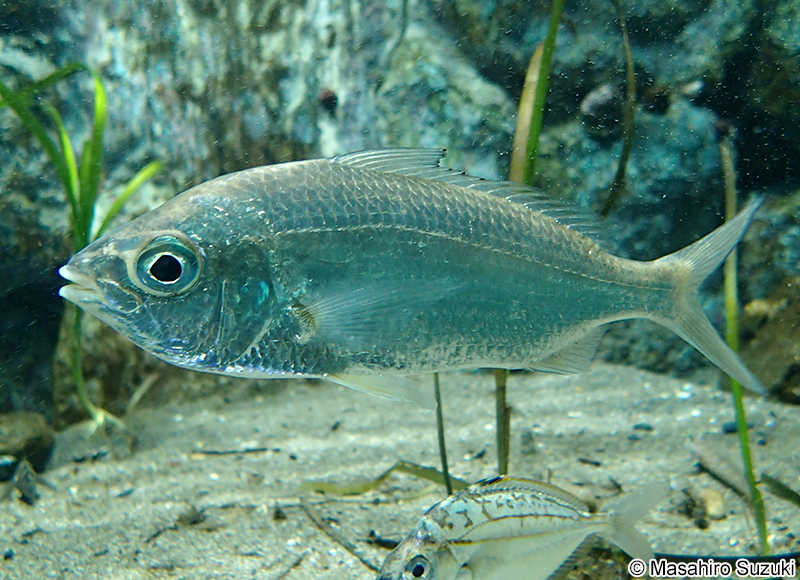 ギンユゴイ Kuhlia mugil