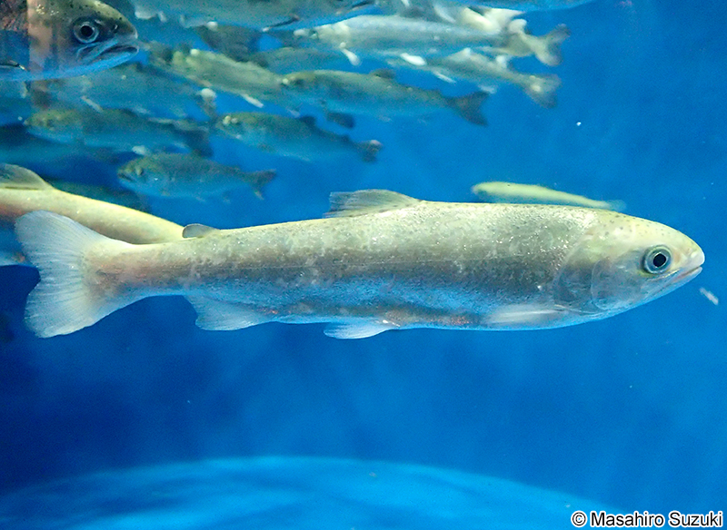ギンザケ Oncorhynchus kisutsh