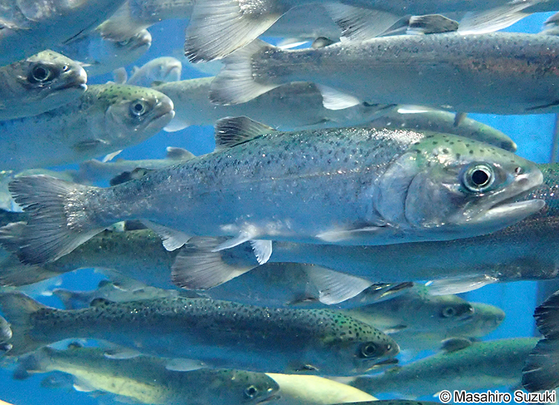 ギンザケ Oncorhynchus kisutsh