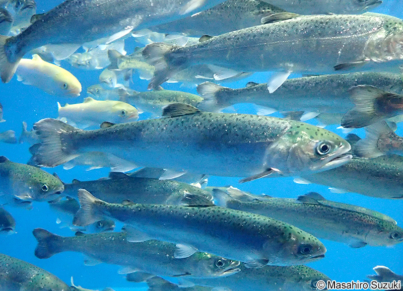 ギンザケ Oncorhynchus kisutsh