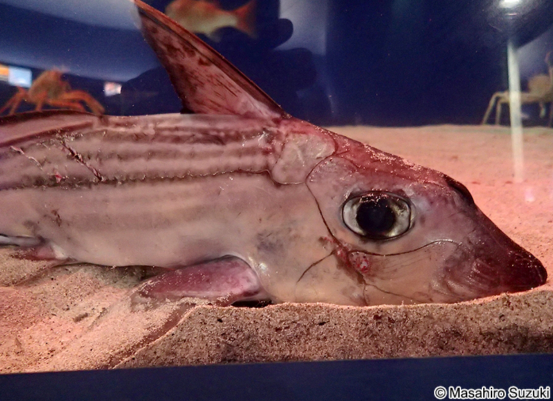 ギンザメ Chimaera phantasma