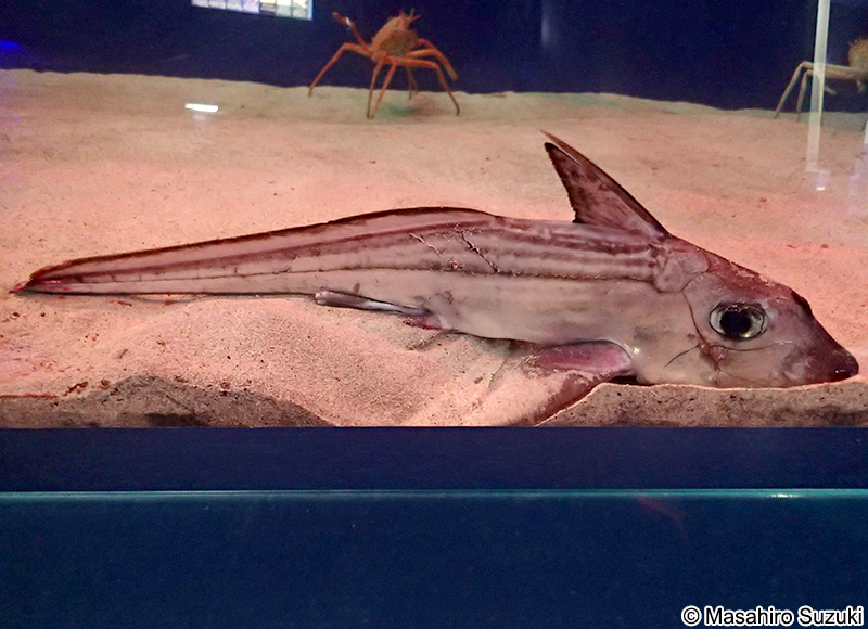 ギンザメ Chimaera phantasma