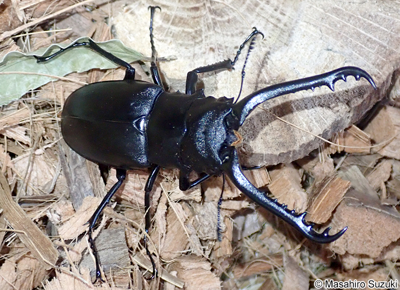 ギラファノコギリクワガタ Prosopocoilus giraffa