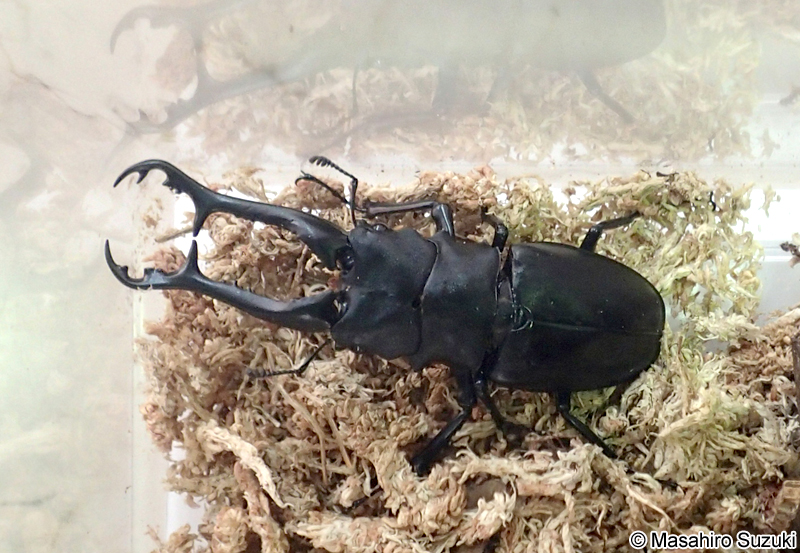 ギラファノコギリクワガタ Prosopocoilus giraffa