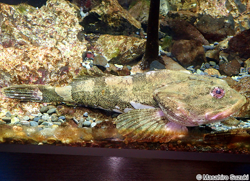 ギスカジカ Myoxocephalus stelleri