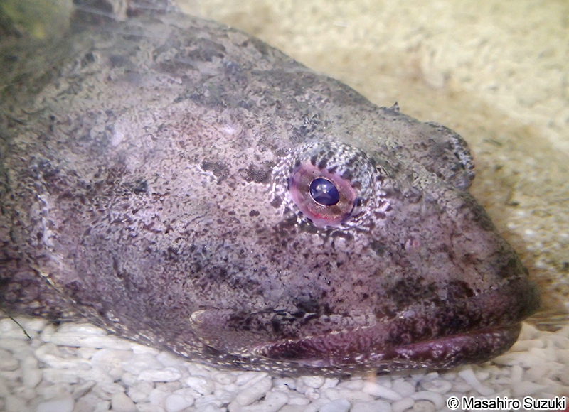 ギスカジカ Myoxocephalus stelleri