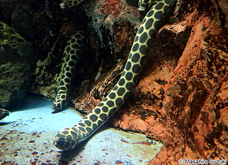 モヨウモンガラドオシ Myrichthys maculosus