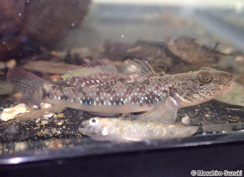 ゴクラクハゼ Rhinogobius similis