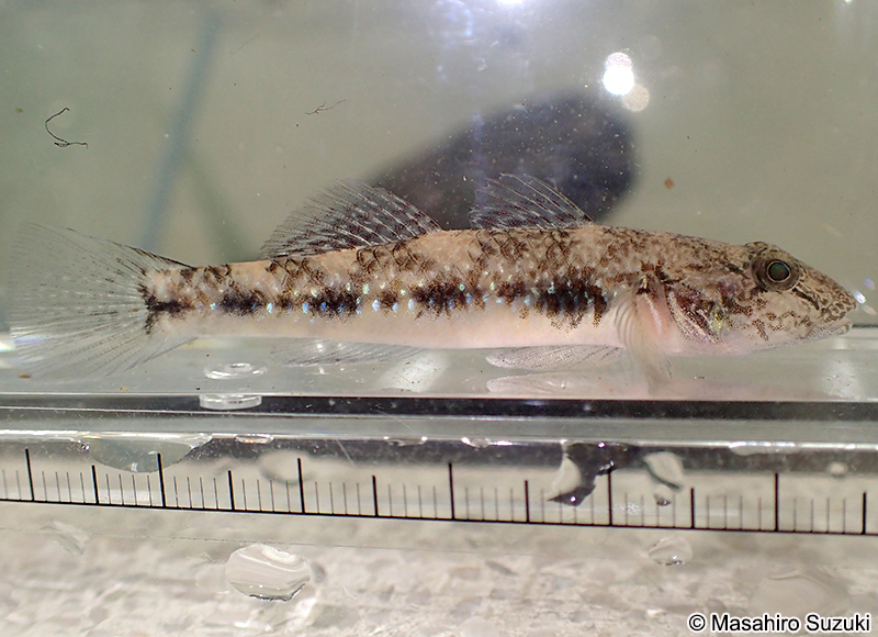 ゴクラクハゼ Rhinogobius similis