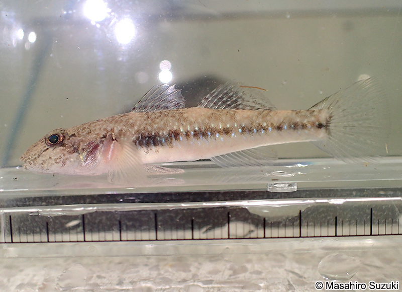 ゴクラクハゼ Rhinogobius similis