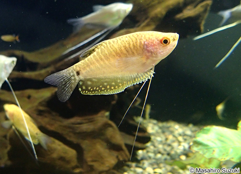 ゴールデングラミー Trichogaster trichopterus