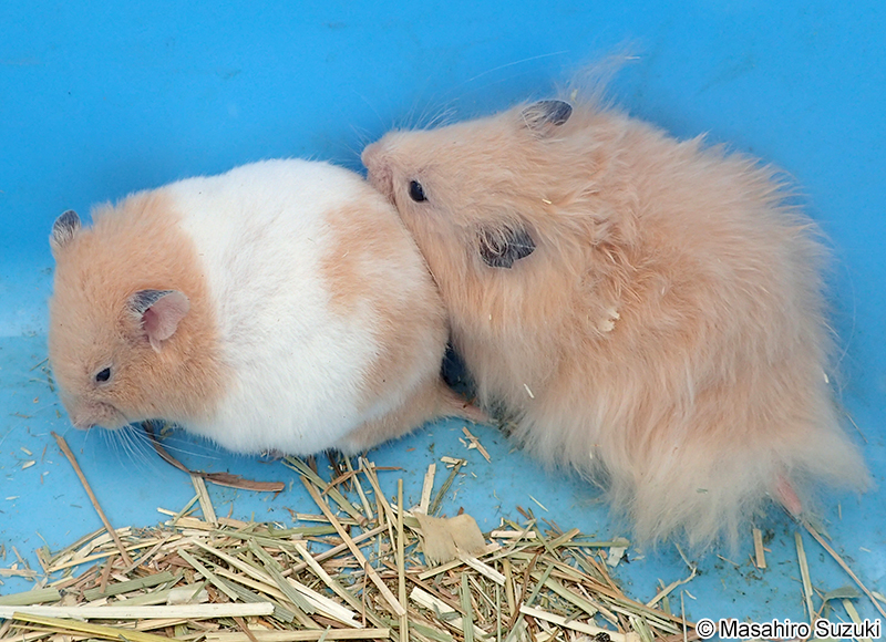 ゴールデンハムスター Mesocricetus auratus