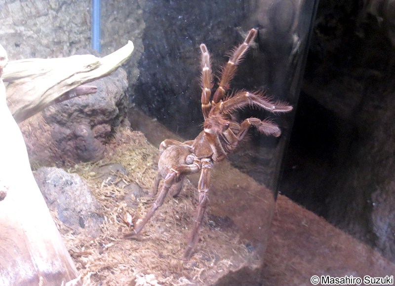 ルブロンオオツチグモ Theraphosa blondi
