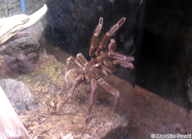 ルブロンオオツチグモ Theraphosa blondi