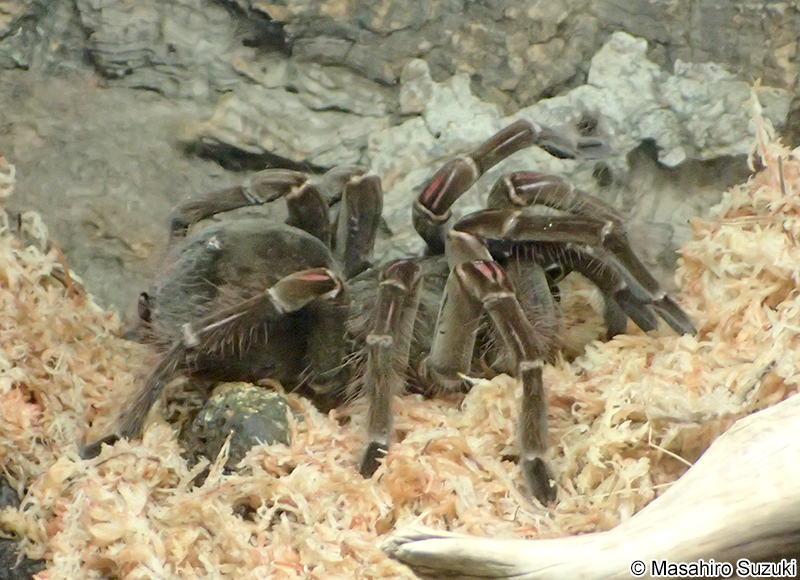 ルブロンオオツチグモ Theraphosa blondi