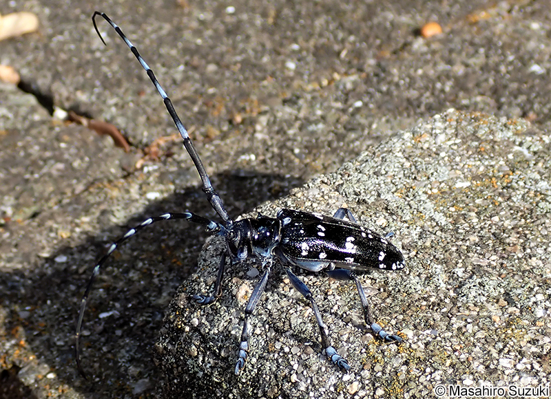 ゴマダラカミキリ Anoplophora malasiaca
