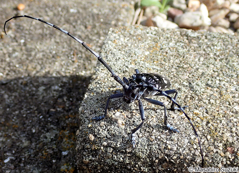 ゴマダラカミキリ Anoplophora malasiaca